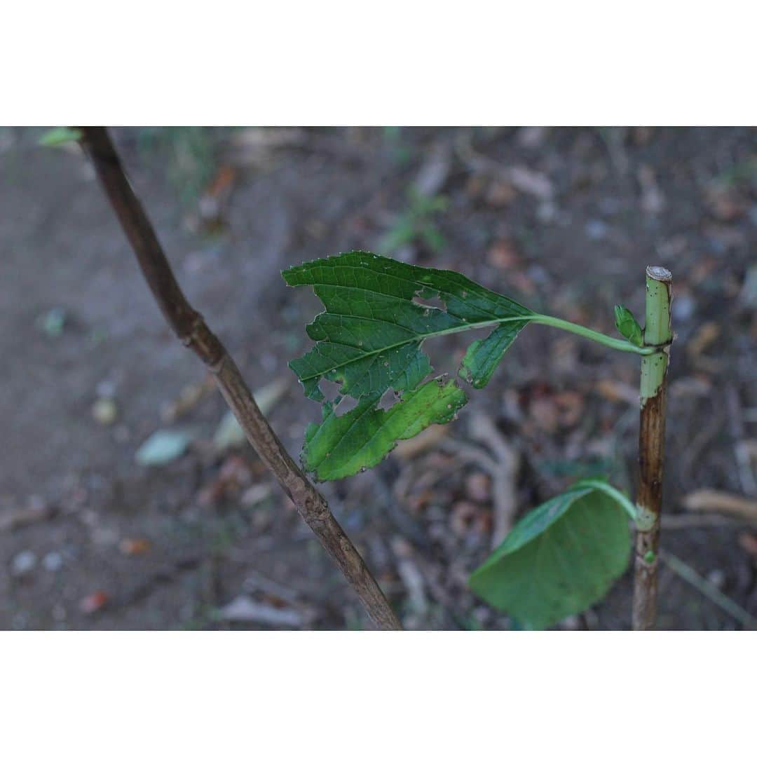 池田愛さんのインスタグラム写真 - (池田愛Instagram)「#カメラのある生活 #虫食い葉っぱ」11月13日 6時06分 - ai_ik3