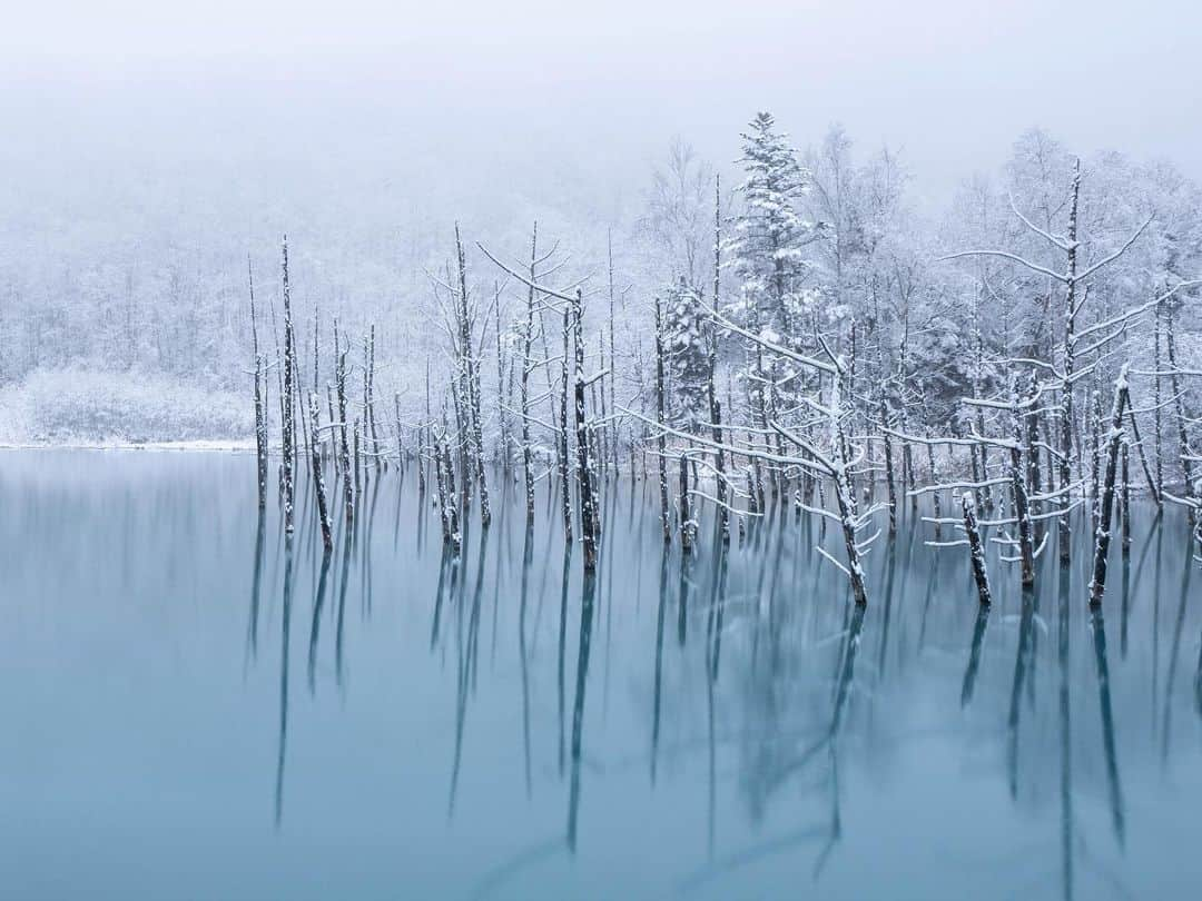 Hikaruのインスタグラム：「Winter has come to the blue pond. . #青い池   #北海道 #raytrekフォトコンテスト2020 #レイトレッククリエイター #東京カメラ部 #tokyocameraclub #natgeo #sonyphotography #pashadelic #phot_jpn #photo_travelers #photostarttrip #total_nature_jpn #1x_japan #nipponpic #jpan_beautiful_days #北海道ミライノート　 #bestphoto_japan #japan_of_insta #bestphot_japan #bestjapanpics #1x #kodak日本一周 #kodakと北海道」