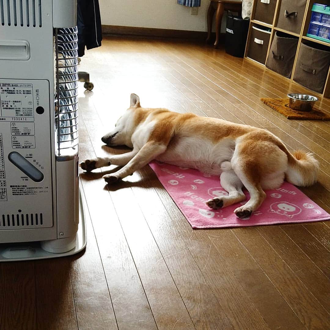 柴犬⭐️サスケのインスタグラム：「おはわん #柴犬#赤柴#柴北会#北海道#茶助#わんだフォ#いぬのいる暮らし #犬ら部 #ふわもこ部 #pecoいぬ部 #shibagram #shibasnap #shibastagram #ストー部 #無防備#🐶#🐶📷#干からびるよ」