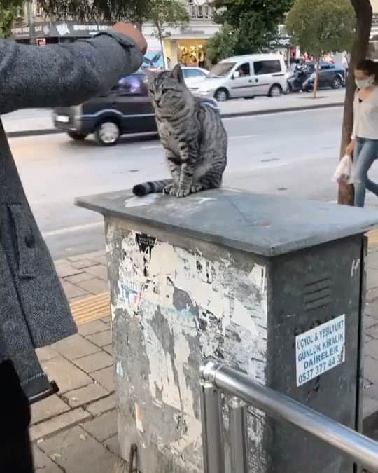 The Cats Of Instagramのインスタグラム：「#Repost • @kardelen_cat #jokes #prank #funnyvideos #laugh #catsofinstagram #pets #funnymemes #catlife #lol」