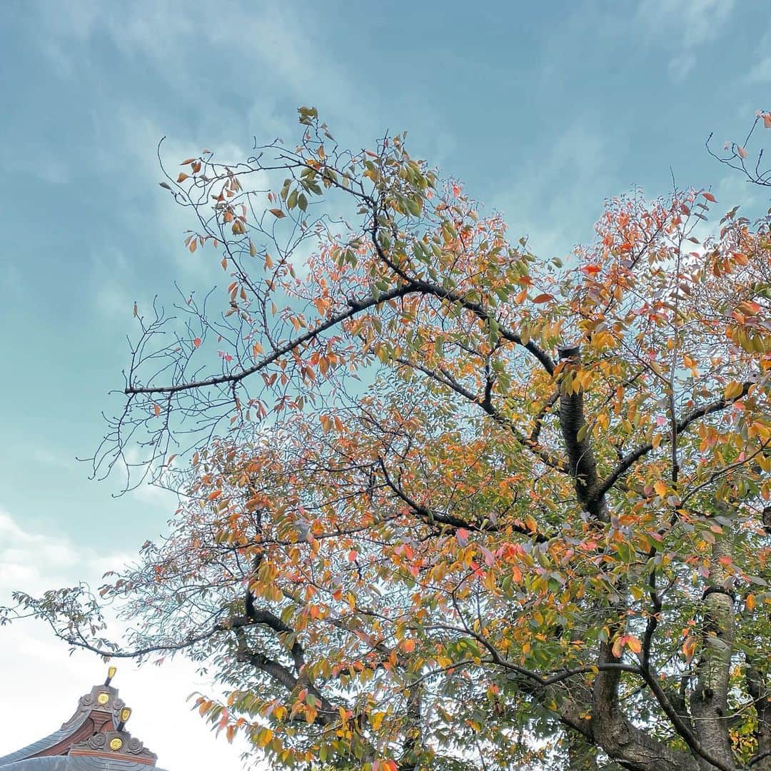 坂東亀三郎さんのインスタグラム写真 - (坂東亀三郎Instagram)「とある日の朝んぽ、﻿ ﻿ 氏神様の木々が色付いてきた。﻿ ﻿ ﻿ ﻿ ﻿ ﻿ 風が木の葉の色を変え ﻿ 琥珀を纏えば﻿ ﻿ ﻿ 落ち葉のように募る思い ﻿ あなたへ散り積もるの﻿ ﻿ ﻿ ﻿ ﻿ ﻿ ってなるよね〜。﻿ ﻿ #秋風の狂詩曲 #Raphael﻿ #歌舞伎 #音羽屋 #歌舞伎役者﻿ #彦三郎 #坂東彦三郎 #九代目﻿ #otowayabando﻿ コメントはお気軽に📝﻿ ランダムに返信しまっせ✍️」11月13日 7時13分 - otowayabando