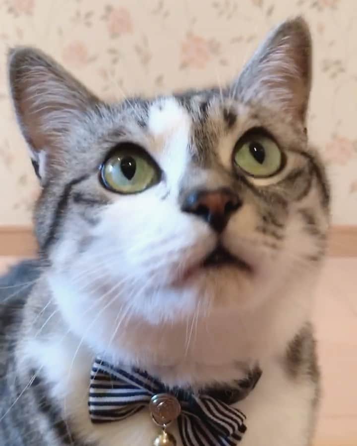 のインスタグラム：「＊ ＊ 🌿  HARUTAROU 🌿 ＊ ・皆さま♡ 良い 1日を ♫ ＊ ＊  (*Ü*)ﾉohayoϋ♡ ＊ ＊ #cats_of_instagram  #TheDailyKitten  #cats_of_world #balousfriends  #catloversclub  #cat_features #catstocker #themeowlife  #sweetcatstime  #thedailykitten #cats_of_instworld #IGersJP #happypetclub #bestmeow #保護猫 #catsfollowers  #pleasantcats  #catsofday #happycatclub #sweetcatclub #catsnet #instacat_meows #cutieanimalspage #cutecatshow  #thedailykitten #dailycatshow #sweetcatonline #nyancon01 #sippoストーリー　#petokotolife ＊ ＊ 🌿🌿🌿🌿🌿🌿🌿🌿🌿🌿🌿🌿🌿🌿🌿🌿」