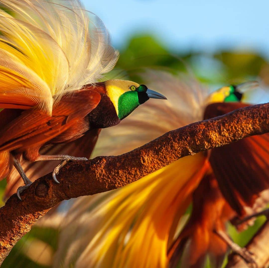 Tim Lamanさんのインスタグラム写真 - (Tim LamanInstagram)「Photo by @TimLaman.  Greater Bird-of-Paradise males display at their canopy top perch in the Aru Islands, Indonesia.  This image is the cover of my book Birds-of-Paradise, which is this month’s subscriber giveaway.  Join my newsletter list to be entered in the month-end drawing.  Swipe to see more.  Signed books also available for purchase. - Prints including this one are also on sale (except Limited Edition versions) right now for 25% off, so check my gallery at link in bio www.timlamanfineart.com. - #birdsofparadise #birdofparadise #birds #wildlife #nature #Indonesia #rainforest」11月13日 7時23分 - timlaman