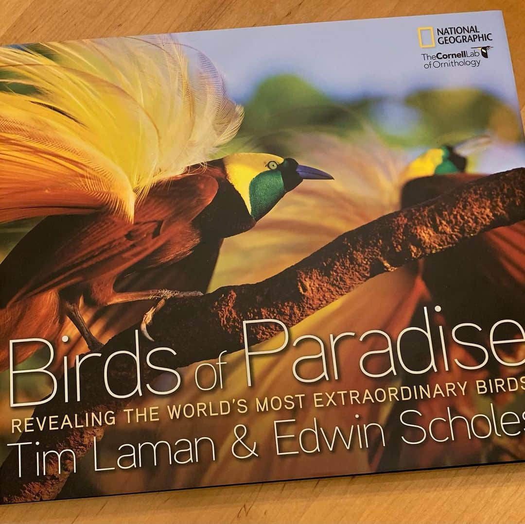 Tim Lamanさんのインスタグラム写真 - (Tim LamanInstagram)「Photo by @TimLaman.  Greater Bird-of-Paradise males display at their canopy top perch in the Aru Islands, Indonesia.  This image is the cover of my book Birds-of-Paradise, which is this month’s subscriber giveaway.  Join my newsletter list to be entered in the month-end drawing.  Swipe to see more.  Signed books also available for purchase. - Prints including this one are also on sale (except Limited Edition versions) right now for 25% off, so check my gallery at link in bio www.timlamanfineart.com. - #birdsofparadise #birdofparadise #birds #wildlife #nature #Indonesia #rainforest」11月13日 7時23分 - timlaman