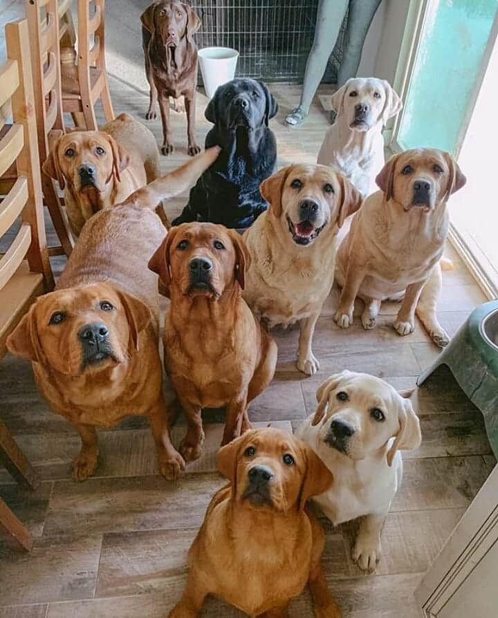 World of Labradors!さんのインスタグラム写真 - (World of Labradors!Instagram)「"We're patiently waiting for our treats." - @bartonlabs」11月13日 7時39分 - worldoflabs
