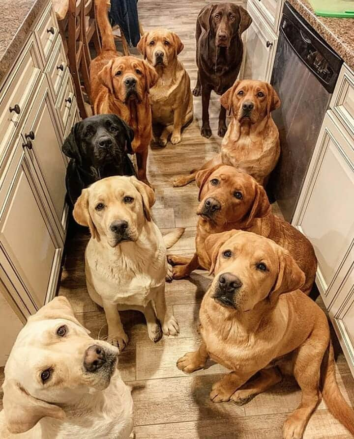 World of Labradors!さんのインスタグラム写真 - (World of Labradors!Instagram)「"We're patiently waiting for our treats." - @bartonlabs」11月13日 7時39分 - worldoflabs