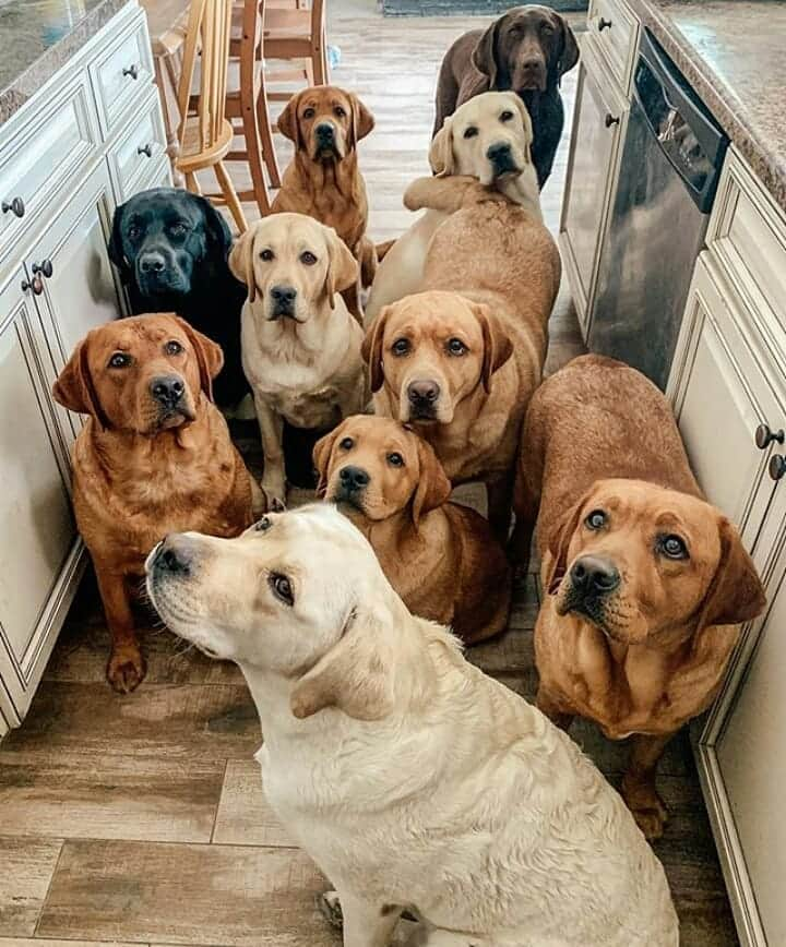 World of Labradors!さんのインスタグラム写真 - (World of Labradors!Instagram)「"We're patiently waiting for our treats." - @bartonlabs」11月13日 7時39分 - worldoflabs