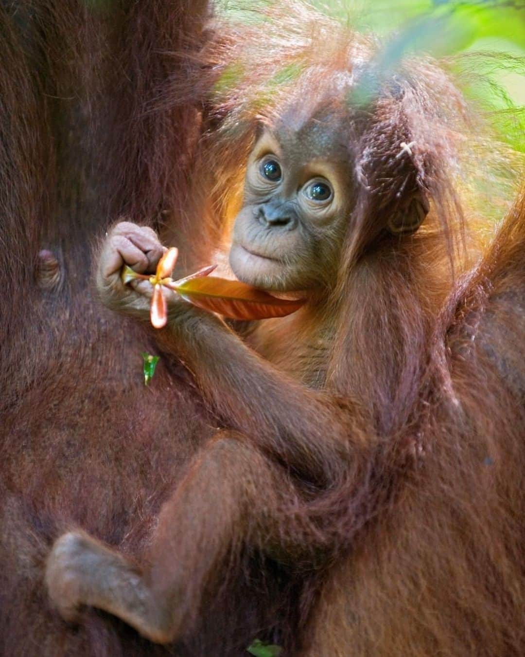 OFI Australiaさんのインスタグラム写真 - (OFI AustraliaInstagram)「We've been working to save orangutans & their rainforest habitat for nearly 50 years. Facing #climatechange, demand for agricultural land, human development & wildlife trafficking, your support is urgently needed. Help us save our critically endangered cousins today - the link to donate on our website is in our bio.  Photo credit @suzieszterhas  #orangutancaringweek #saynotopalmoil #Deforestation ______________________________ 🦧 OFIA Founder: Kobe Steele kobe@ofiaustralia.com  OFIA Patron: Dr Birute Galdikas @drbirute @orangutanfoundationintl @orangutan.canada www.orangutanfoundation.org.au 🦧 🧡 🦧」11月13日 7時48分 - ofi_australia