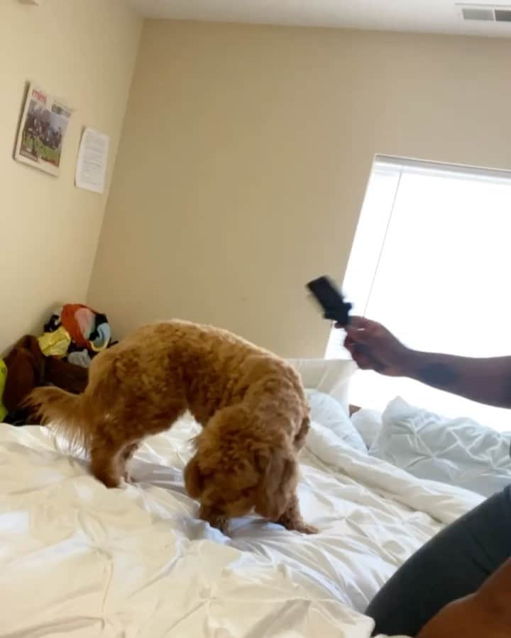 DogsOf Instagramのインスタグラム：「“This year we’ve spent a lot more time at home with our pets - knowing that they are taken care of is a source of comfort we need! @medterracbd has been huge for this furry family! #sponsored - Medterra is an all natural CBD made SPECIFICALLY for pets & it’s been working wonders. It helps us out a lot with Milo’s anxieties towards grooming & separation. - Thankfully, Medterra is giving away pet 300 MG CBD tinctures for FREE! If you’ve been thinking about trying CBD for your pet or if you have a pet who you feel can benefit from CBD, now is your chance! - Whether it’s joint support or calming behavior your pet needs, @medterracbd has us covered. Let us know how your free trial goes! - Love, @miloandnoah”」