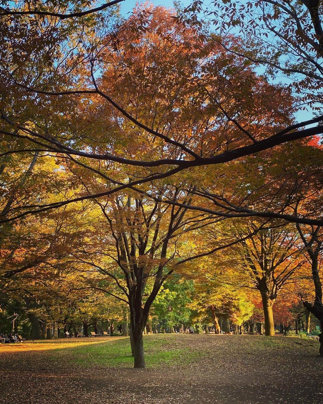 フィル・レスターさんのインスタグラム写真 - (フィル・レスターInstagram)「One year since Japan!! As I haven’t been outside since then I thought I’d share some more mems 🍂🦌☕️🇯🇵  Also swipe to the end for a fluffy surprise」11月13日 7時50分 - amazingphil