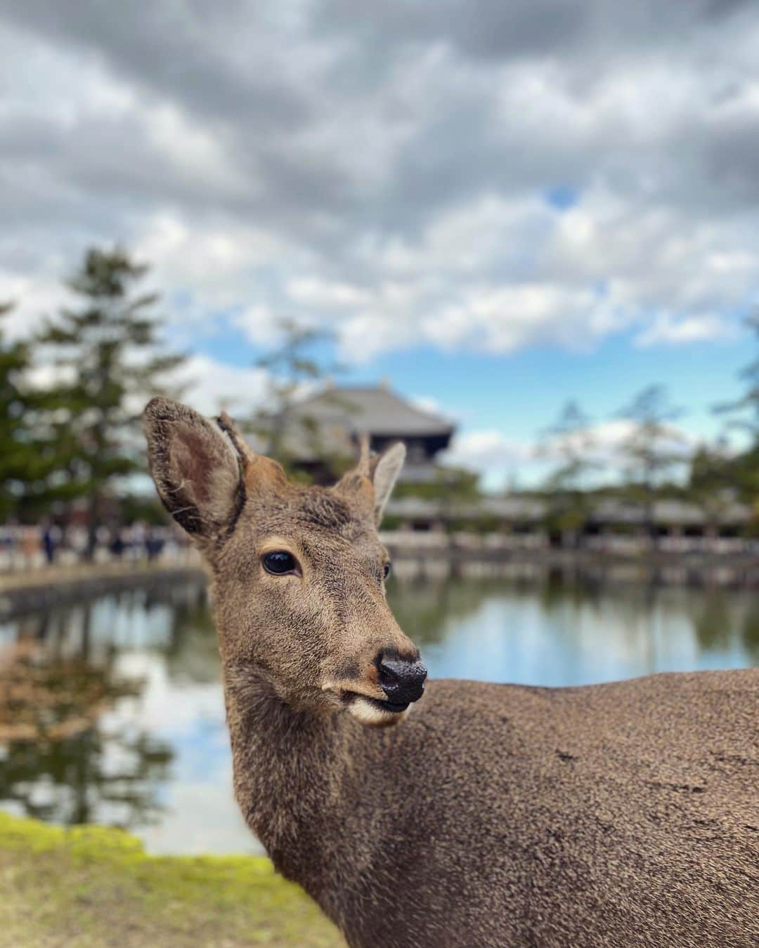 フィル・レスターさんのインスタグラム写真 - (フィル・レスターInstagram)「One year since Japan!! As I haven’t been outside since then I thought I’d share some more mems 🍂🦌☕️🇯🇵  Also swipe to the end for a fluffy surprise」11月13日 7時50分 - amazingphil