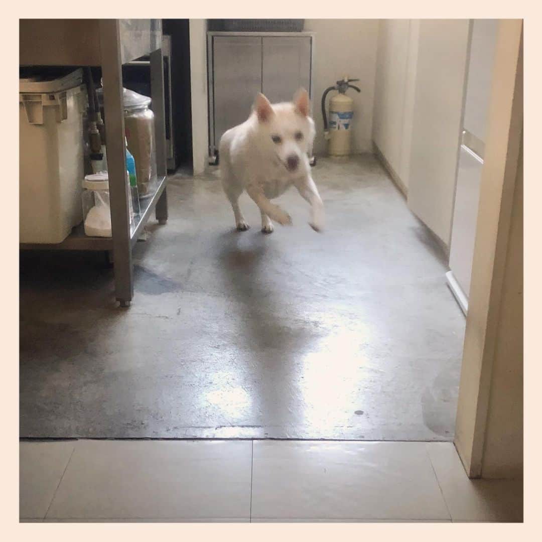 パンといっぴきのインスタグラム：「今日は1周💨  #元保護犬 #雑種犬 #crossbreed #mixdog #キップル14歳 #走る犬」