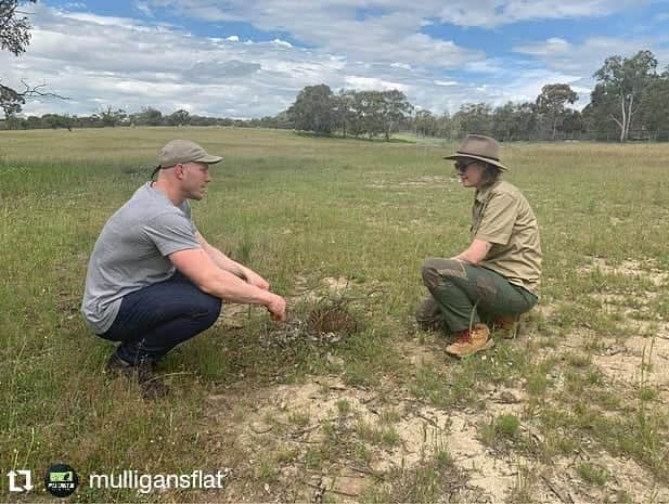 デビッド・ポーコックさんのインスタグラム写真 - (デビッド・ポーコックInstagram)「Such a good afternoon at Mulligans Flat Woodland Sanctuary learning more about their work. I also got to meet a young eastern bettong!! @mulligansflat is a sanctuary in the suburbs of Canberra that protects the largest remaining box gum woodland in public ownership in Australia. Box gum grassy woodlands are critically endangered due to land clearing. The sanctuary is home to a thriving population of eastern bettongs. Bettongs were once so abundant in the Canberra district that they were considered an agricultural pest, but have been locally extinct for 120 years. Bettongs are 'ecosystem engineers' helping woodlands stay healthy by digging (which improves water infiltration and seed dispersal) and spreading native truffles, which they eat and are important for tree health. Mulligans Flat reintroduced a population in 2012, and have since introduced eastern quolls and other locally extinct or critically endangered species. Entry is free and the sanctuary is open 24/7. Would love to see more funding for projects like this in the ACT. Thanks to @ecology.millie and the team for taking the time to show us around!」11月13日 7時58分 - davidpocock