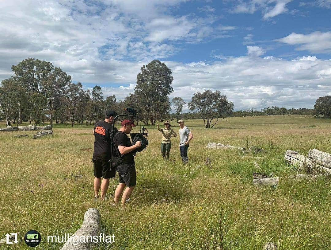 デビッド・ポーコックさんのインスタグラム写真 - (デビッド・ポーコックInstagram)「Such a good afternoon at Mulligans Flat Woodland Sanctuary learning more about their work. I also got to meet a young eastern bettong!! @mulligansflat is a sanctuary in the suburbs of Canberra that protects the largest remaining box gum woodland in public ownership in Australia. Box gum grassy woodlands are critically endangered due to land clearing. The sanctuary is home to a thriving population of eastern bettongs. Bettongs were once so abundant in the Canberra district that they were considered an agricultural pest, but have been locally extinct for 120 years. Bettongs are 'ecosystem engineers' helping woodlands stay healthy by digging (which improves water infiltration and seed dispersal) and spreading native truffles, which they eat and are important for tree health. Mulligans Flat reintroduced a population in 2012, and have since introduced eastern quolls and other locally extinct or critically endangered species. Entry is free and the sanctuary is open 24/7. Would love to see more funding for projects like this in the ACT. Thanks to @ecology.millie and the team for taking the time to show us around!」11月13日 7時58分 - davidpocock