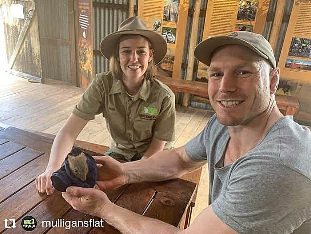デビッド・ポーコックのインスタグラム：「Such a good afternoon at Mulligans Flat Woodland Sanctuary learning more about their work. I also got to meet a young eastern bettong!! @mulligansflat is a sanctuary in the suburbs of Canberra that protects the largest remaining box gum woodland in public ownership in Australia. Box gum grassy woodlands are critically endangered due to land clearing. The sanctuary is home to a thriving population of eastern bettongs. Bettongs were once so abundant in the Canberra district that they were considered an agricultural pest, but have been locally extinct for 120 years. Bettongs are 'ecosystem engineers' helping woodlands stay healthy by digging (which improves water infiltration and seed dispersal) and spreading native truffles, which they eat and are important for tree health. Mulligans Flat reintroduced a population in 2012, and have since introduced eastern quolls and other locally extinct or critically endangered species. Entry is free and the sanctuary is open 24/7. Would love to see more funding for projects like this in the ACT. Thanks to @ecology.millie and the team for taking the time to show us around!」