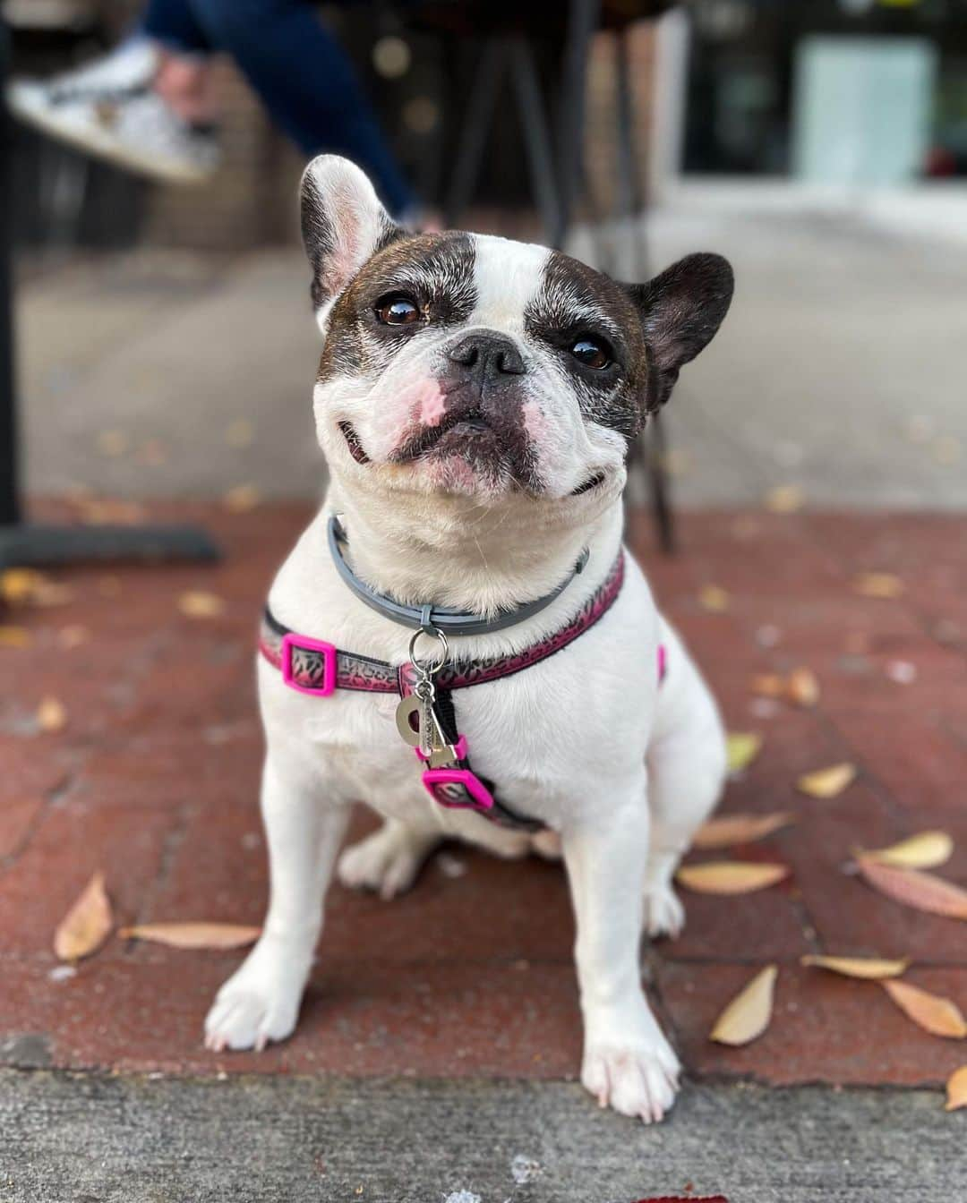 The Dogistさんのインスタグラム写真 - (The DogistInstagram)「Pixie, French Bulldog (5 y/o), Carmine & 6th Ave., New York, NY • “She’s super friendly – not good at social distancing.” @pixiethesmilingfrenchie #ShotOniPhone 12 Pro Max」11月13日 8時01分 - thedogist