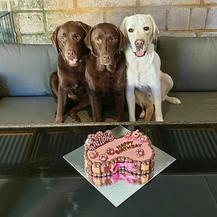 World of Labradors!さんのインスタグラム写真 - (World of Labradors!Instagram)「Happy 6th Birthday Willow! 🎂 Cake time! - @willow.rose.adventures」11月13日 8時18分 - worldoflabs