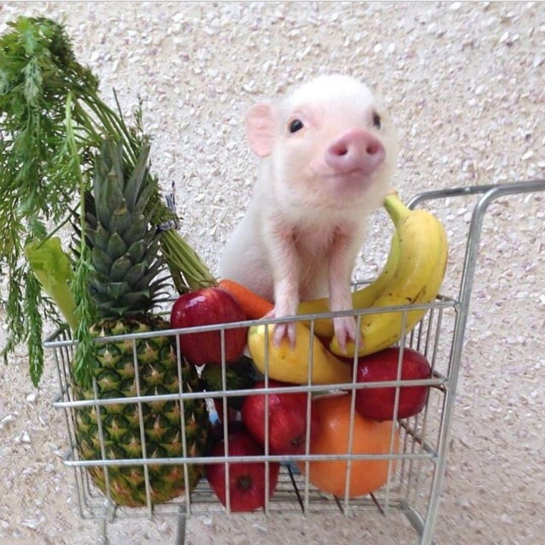 Priscilla and Poppletonさんのインスタグラム写真 - (Priscilla and PoppletonInstagram)「The only way a pig should end up in a shopping cart! This is one of our favorite pigtures of Baby Pop!🛒🐷🍍🍎🍌🍊#friendsnotfood #govegan #babypop #PrissyandPop」11月13日 8時20分 - prissy_pig