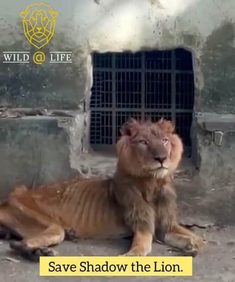WildLifeのインスタグラム：「Words by @wild_at_life Our lion Shadow (Bubba) receives full care. We make sure he is having small but more often food and dietary complement to strengthen his body. He started grooming himself today, which is a sign he is hanging there. Today we expect our tools and better medicines from capital so we can administrate him with stronger booster. Keep him in your thoughts, he really needs it. Other animals are also receiving our care. They are all in better state. We have found out that Shadow had a lioness in his pride, but she died recently due to neglect.  We are trying all in our power to save all the remaining animals. Thank you for your support. #wildatlife #zoorescue #neglected #abused #lionrescue」