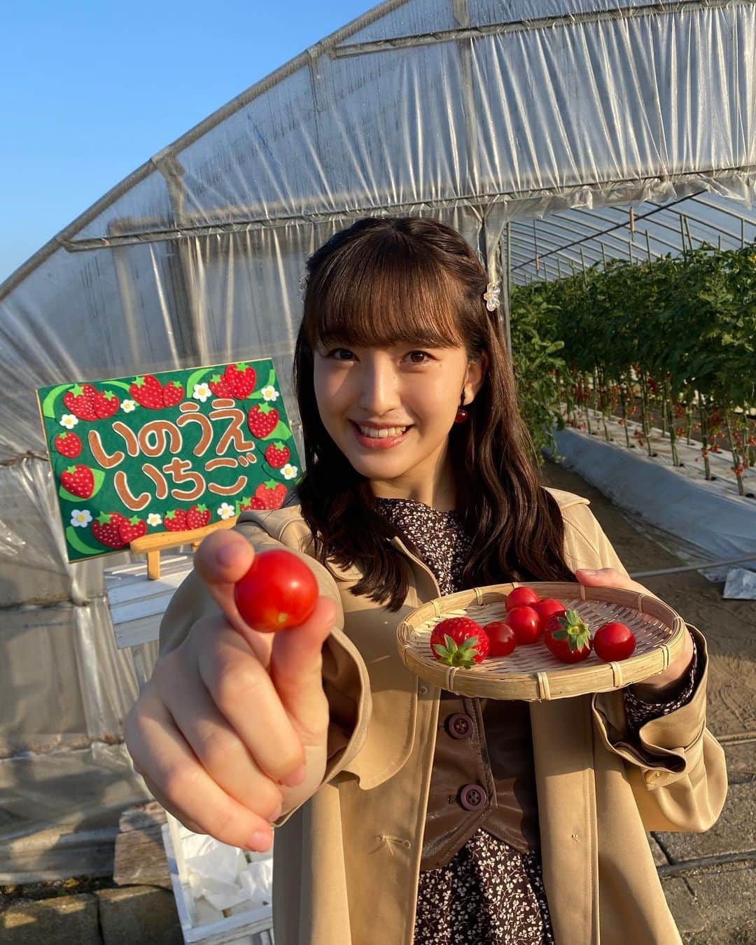 田島芽瑠さんのインスタグラム写真 - (田島芽瑠Instagram)「さくらんぼトマト🍒🍅  今日のアサデス。はみやこ町から中継させていただきましたよー！！  「井上農園」さんにお邪魔しました❤︎  さくらんぼみたいに可愛くてツヤツヤしたミニトマトをいただきました🤤 ミニトマトのあのプチっと感ではなく、食感はさくらんぼに近い柔らかい感じで味はトマトの甘さでした🍅🤍  新感覚！めちゃくちゃ美味しい！ トマトのあの食感が苦手なんだよね…って方はこれなら食べれるかもしれん🤔  とっても美味しくて幸せでした🥰🥰」11月13日 8時40分 - meru_chan_official