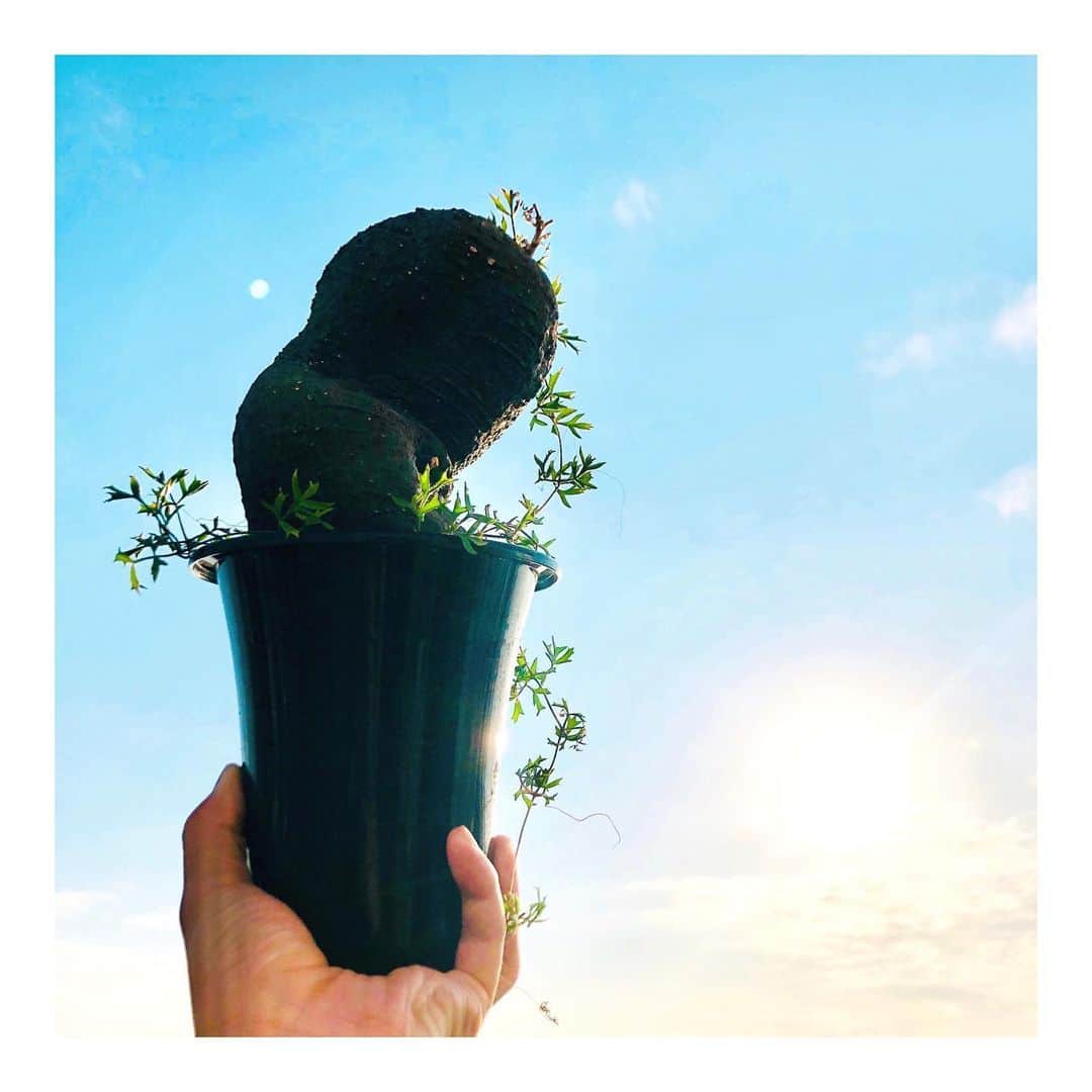 のインスタグラム：「Good morning. When you wake up in the morning of Friday,  you will say TGIF （an abbreviation for 'Thank God it's Friday.'）Or when you eat lunch on Friday, you will sing a song of TGIF.  Or when you watch the clock ticking around 5 o'clock pm on Friday, you will say TGIF to yourself with tears of joy.  You'll spend next 48hours with lots of joy and happiness, and, on the night of Sunday, you'll cry and wish you could go back to the Friday again.  Hey, y'all, it's THAT FRIDAY.  TGIF!!! 　 #キフォステンマ #モンタグナッキー#キフォステンマモンタグナッキー #cyphostemma #montagnacii #cyphostemmamontagnacii  #塊根植物 #codex #塊根  #多肉植物 #succulents #サボテン #cactus #ボタニカルライフ#botaicallife #趣味 #園芸 #植物 #tokyo #sky #tgif #japan #thankgoditsfriday #actor #japaneseactor #俳優 #english #英語   "おはよう。金曜日の朝に目を覚ますと、きっと君はTGIF（神様ありがとう、今日は金曜日じゃないですか！の略）と言うのだと思う。または金曜日にランチを食べている時に、TGIFの唄を歌っているんだろうね。または時計の針が夕方5時を指そうとしているのを見て、嬉しくて泣きながら自分自身に'TGIFだ'と話しかけているのかな。そこから48時間は幸せと喜びの中で過ごすんだ。そして日曜日の夜、「なんてこったい、どうにか金曜日に戻れないものか…」と泣きながら願っているのだろうね。ねぇ、みんな！今日が、その金曜日ですよ！あぁ、神様ありがとうございます！わーい！金曜日だ！"  -------  おはようございます。 朝から少々頭を使いました馬庭です。  金曜日というのは毎週来るにもかかわらず だいたいの人は、この曜日が来るたびに 不思議な幸福感に包まれるもので。  僕は仕事柄、 そんなに曜日は関係ないのですが、 それでもやっぱり金曜日を迎えると 「今日頑張れば明日と明後日は良いことある」 そんな風に感じてしまいます。  ですので、金曜日っちゃあ偉大ですね。 誰かを幸せにするというのは、 やはりどうしたって凄いことでございます。  さて。 今日は「…木？」とも思えそうな 大型の塊根植物、 「キフォステンマ モンタグナッキー」 でございます。  なんて名前だ！  と思って調べましたら、 モンタグナッキーの部分は フランス人植物学者の方の名前から来てるそう。  何となく想像していた発音と違いそうですね。  モ、モン…モンテグっ…  …難しくて発音出来なさそうですね。  ブドウ科の植物だそうで、 本当はつるが旺盛に伸びじゃくるものなのですが うちの子は長いつるが1本…  まぁ、これも個性ですからね。 その1本がアクシデントで抜け落ちないように そっと見守るとします。  だいぶ前に植物屋さんで見つけた モンタグナッキー。  最近では環境破壊等で 野生で育つ個数が減ってきているそうです。  この子が大きくなるまで 大切に育てていくとします。  最大で1メートルになるそうで。 日本の気候だとそうもならなさそうですが。  そうなったら引越しも出来なくなりますが。 こうやって片手で持ち上げるのも無理になりますが。  それはまた、だいぶ先の話でして。 その時考えるとしましょうか。  とりあえずは、 大切に育てることに全集中です←  まずは金曜日を楽しんで過ごすとします。  …何かを楽しむ訳ではないですが 何かしら、ですね。  それでは、気をつけて 行ってラッシャー板前さん。  #全集中」