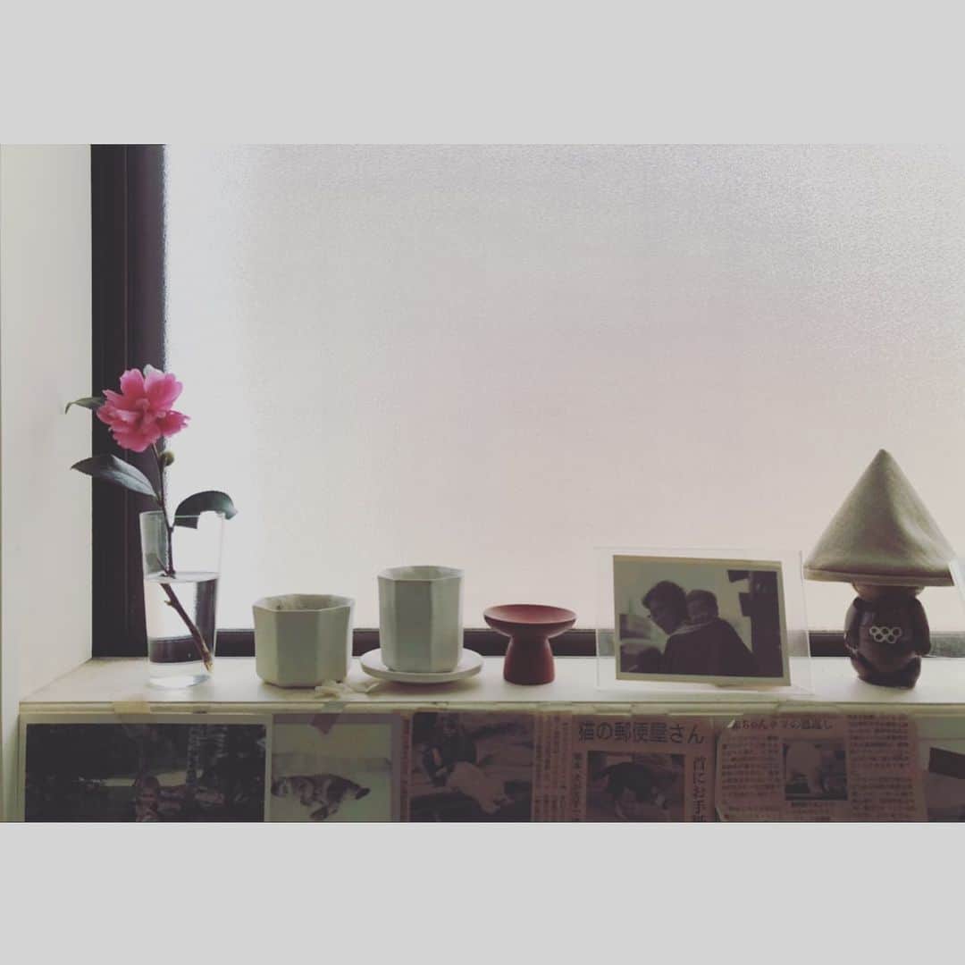 井山三希子さんのインスタグラム写真 - (井山三希子Instagram)「山茶花」11月13日 8時47分 - nikoyagi