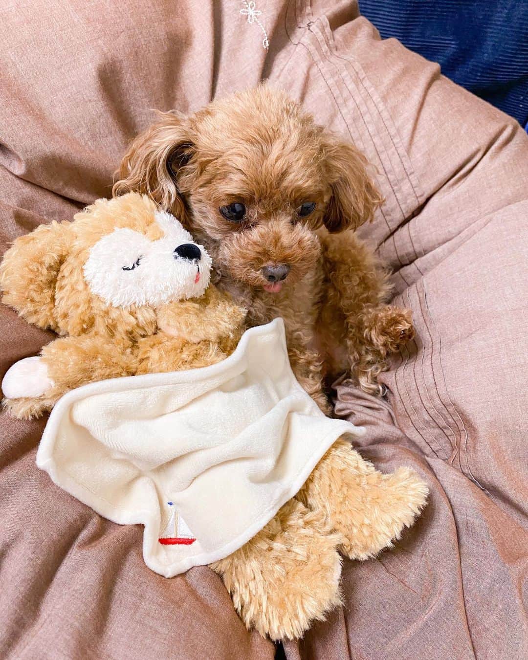 水野智路さんのインスタグラム写真 - (水野智路Instagram)「ちろ🐻🐶 . . . . #トイプードル #プードル #poodle #親バカ #犬 #dog #いぬ #もこもこ #ちろ #chiro #ぬいぐるみ #ボサボサ #ダッフィー #duffy」11月13日 8時56分 - tomoro.m