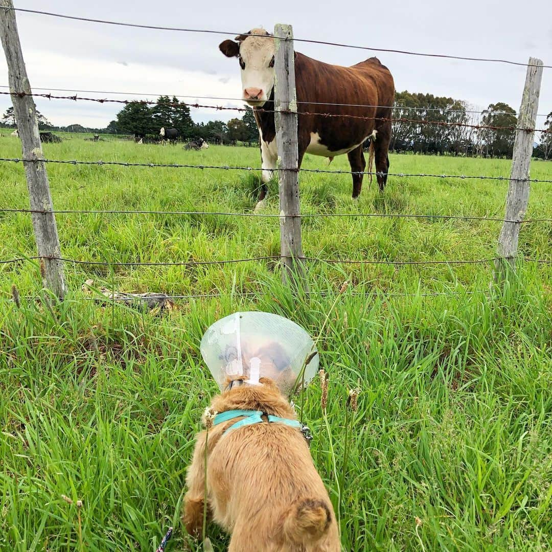 Digby & Aloのインスタグラム：「Digby met a very strangle looking dog and tried to teach her to bark. Hers just sounds funny!」