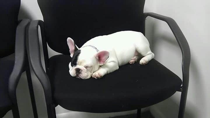 Manny The Frenchieさんのインスタグラム写真 - (Manny The FrenchieInstagram)「Throwback to puppy naps at the vet  #tbt」11月13日 9時30分 - manny_the_frenchie