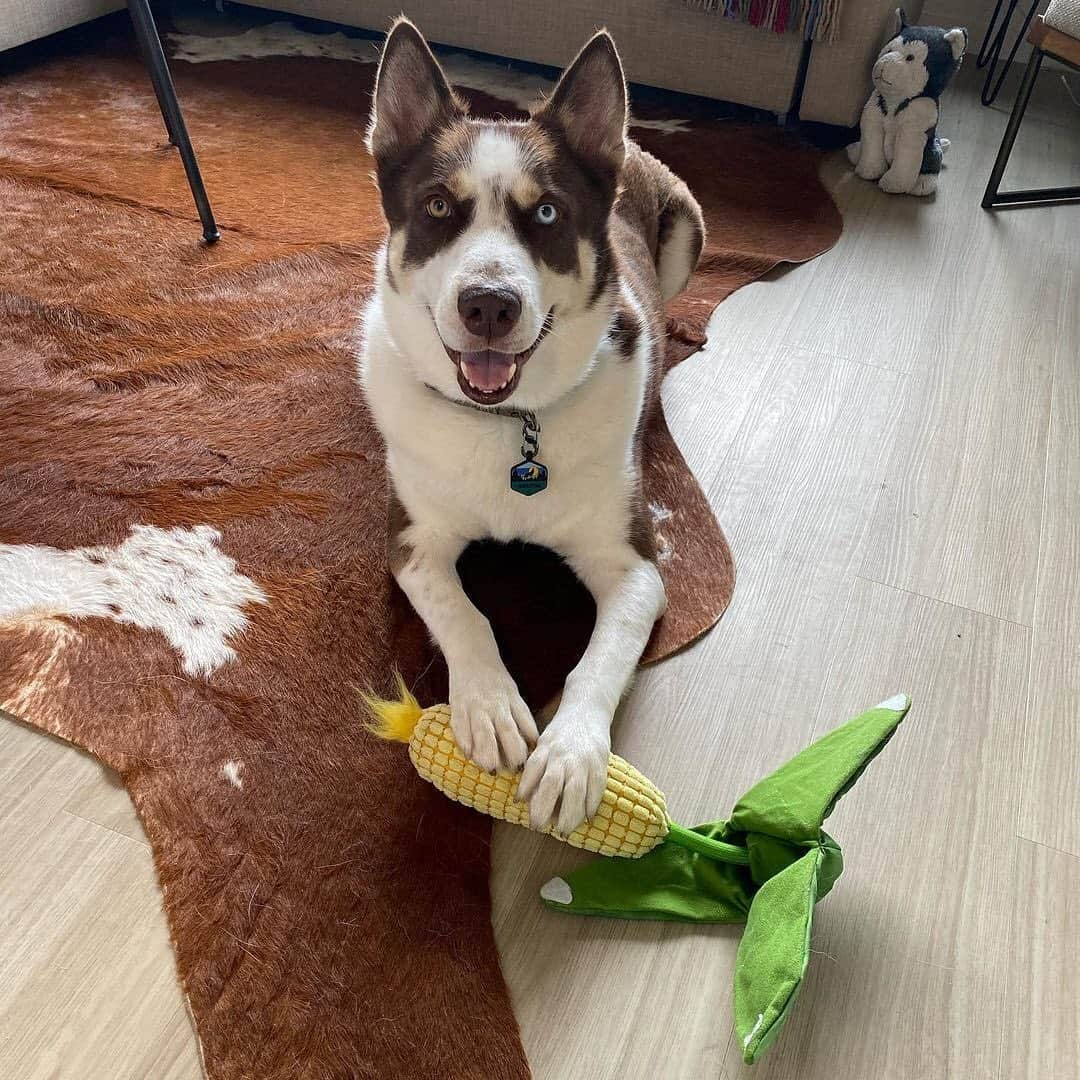 BarkBoxさんのインスタグラム写真 - (BarkBoxInstagram)「🌽 C😡RN ON THE SLOB APPRECIATION POST 🌽⁠⠀ (iykyk)⁠⠀ featuring:⁠⠀ @goldenpup_coop⁠⠀ @twobearsandabasset⁠⠀ @alles_the_gsd⁠⠀ @sebbythesibe⁠⠀ @absolutelyridogulous」11月13日 10時12分 - barkbox