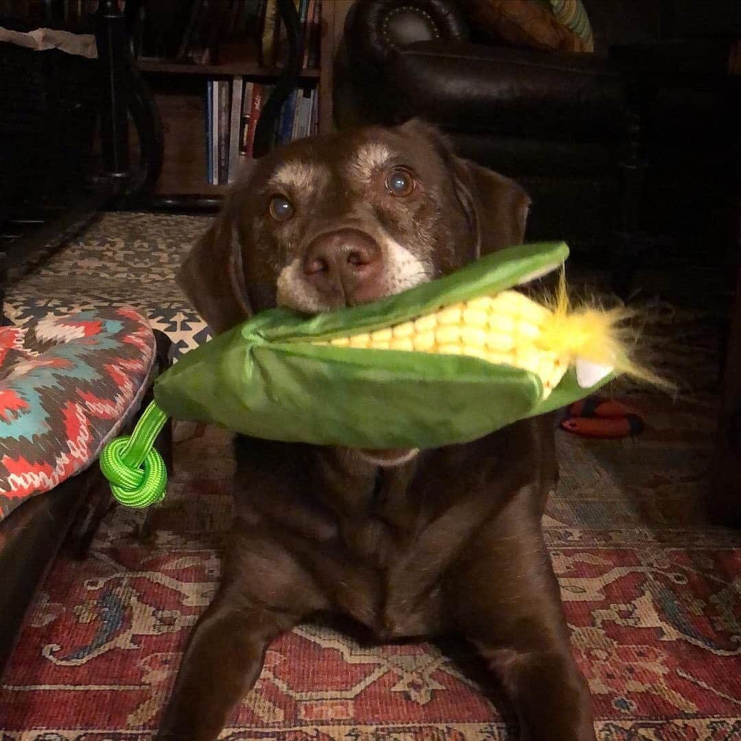 BarkBoxさんのインスタグラム写真 - (BarkBoxInstagram)「🌽 C😡RN ON THE SLOB APPRECIATION POST 🌽⁠⠀ (iykyk)⁠⠀ featuring:⁠⠀ @goldenpup_coop⁠⠀ @twobearsandabasset⁠⠀ @alles_the_gsd⁠⠀ @sebbythesibe⁠⠀ @absolutelyridogulous」11月13日 10時12分 - barkbox