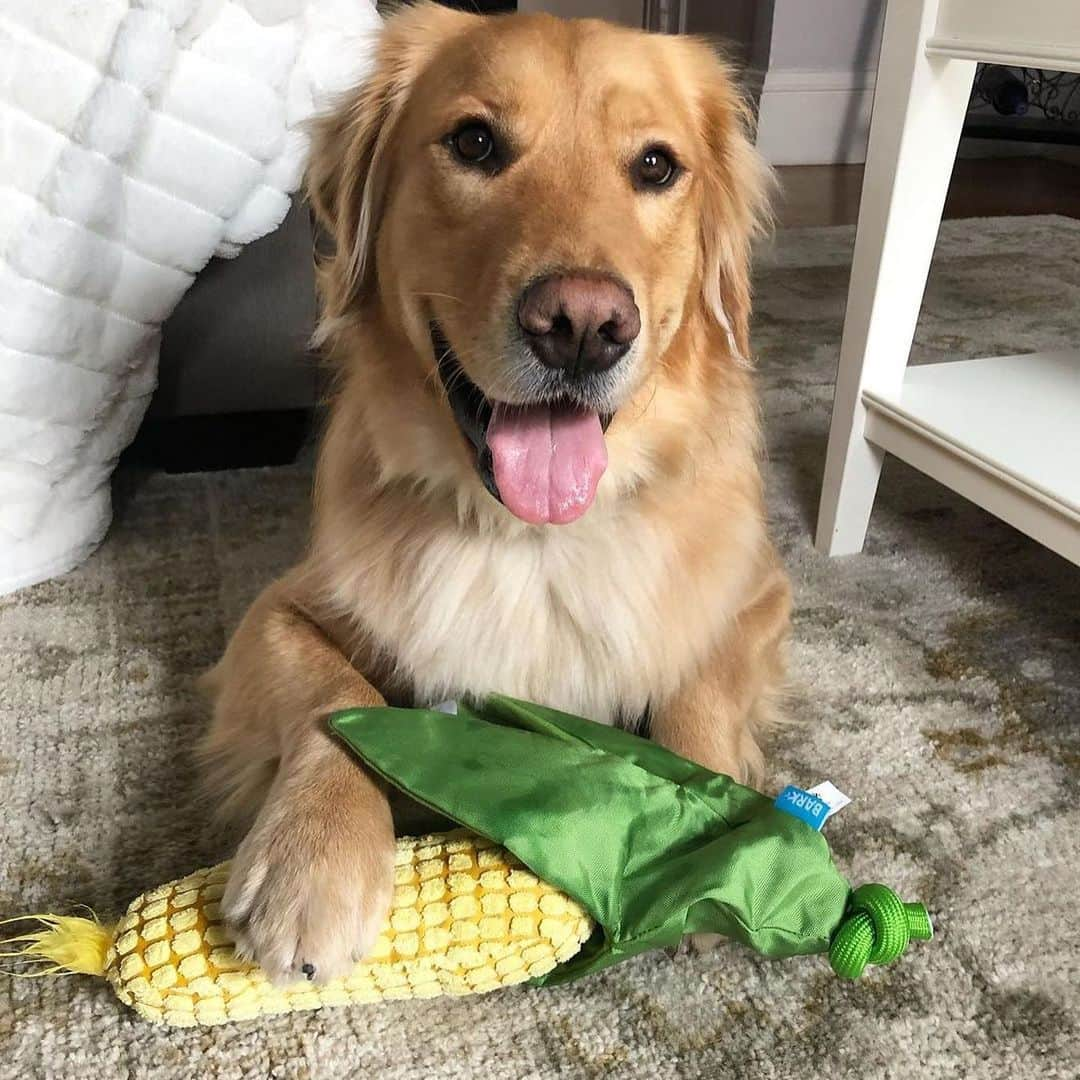 BarkBoxさんのインスタグラム写真 - (BarkBoxInstagram)「🌽 C😡RN ON THE SLOB APPRECIATION POST 🌽⁠⠀ (iykyk)⁠⠀ featuring:⁠⠀ @goldenpup_coop⁠⠀ @twobearsandabasset⁠⠀ @alles_the_gsd⁠⠀ @sebbythesibe⁠⠀ @absolutelyridogulous」11月13日 10時12分 - barkbox