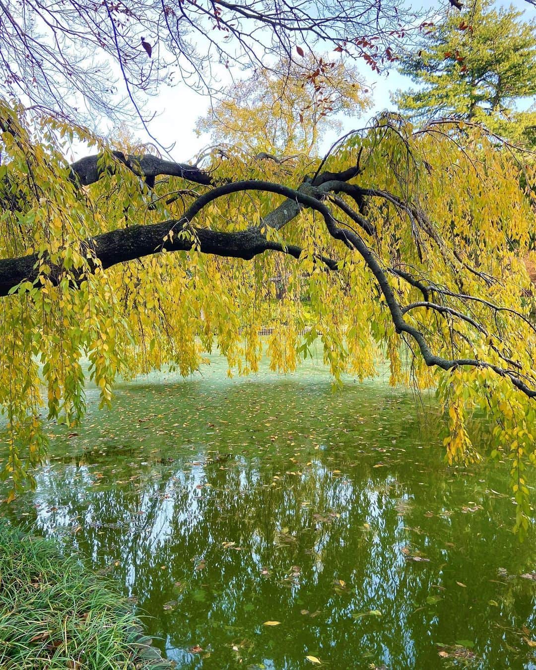 ケンゾーミナミのインスタグラム：「If you are in New York, you know that this is not today.  I am happy that this what I always call my Monet Spot in @brooklynbotanic is beautifully taken care of.  Also, these Japanese gardens we have in U.S. cities move me, not because they remind me of Japan, but because they are the symbols that someone once missed Japan so much that they tried their best to recreate it here from scratch. In this regard these small recreated Japan touches me almost more than when I am in actual Japan for their spirits.」