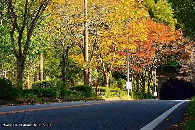 福岡市さんのインスタグラム写真 - (福岡市Instagram)「〈fukuokapics11月：曲渕ダムパーク周辺〉 . 曲渕ダムパークでは春から秋にかけて景観の移ろいを楽しめます😊この季節はきれいに色づいた紅葉♪🍁静かな公園から聞こえる鳥の鳴き声や木々が揺れる音と共に、癒されてみてはいかがでしょうか？✨ . photo by @o_o.fumi location : 曲渕ダムパーク周辺 . . hashtag : #fukuokapics . follow : @fukuoka_official」11月13日 10時29分 - fukuoka_official