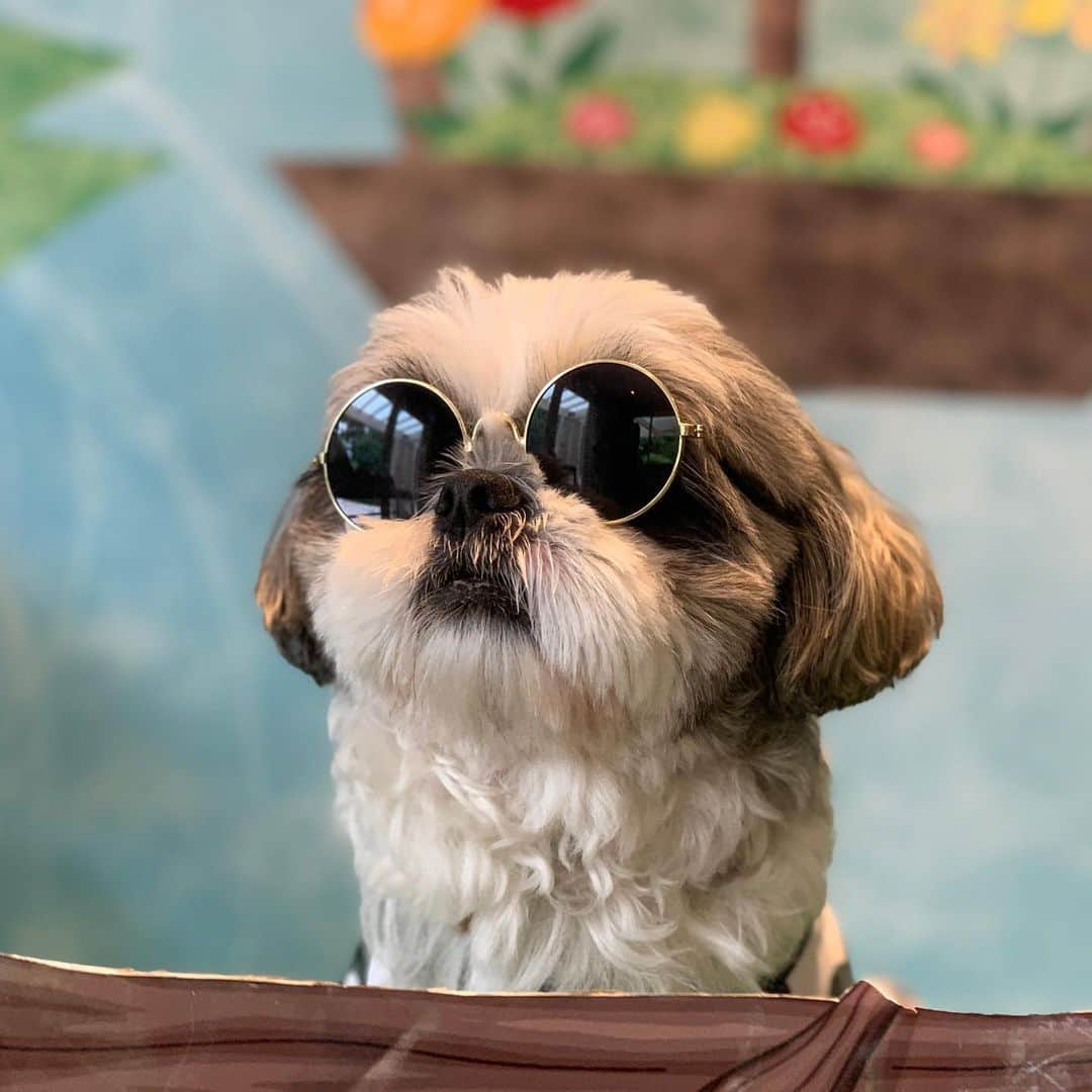 いくらさんのインスタグラム写真 - (いくらInstagram)「ジョソレノソの歴史🐶🕶 ・ スワイプして見てね🤙 ・ ⑩枚目が初めてくらいのレノソ🤣🤙 ・ こうして見ると、どんどんグラサンが似合うようになってチャラくなってきたなぁ😩💕 ・ ⑤⑦なんてただの変態じゃん🤣🤣🤣 ・ ・ #ジョソレノソ  #シーズー #シーズー好き #シーズー大好きクラブ #シーズー犬好き部 #シーズー大好き部 #シーズー犬 #シーズー大好き #シーズーlove #シーズー部 #ロングまつ毛ワンコの会 #いぬのきもち #鼻ぺちゃ犬 #短足犬 #いぬすたぐらむ #shitzu #shitzumania #shihtzuclub #shihtzuloves #shihtzulovers #shihtzusgram_feature #shihtzugram #시추 #시츄스타그램 #西施犬 #獅子狗」11月13日 21時29分 - i_am_ikura