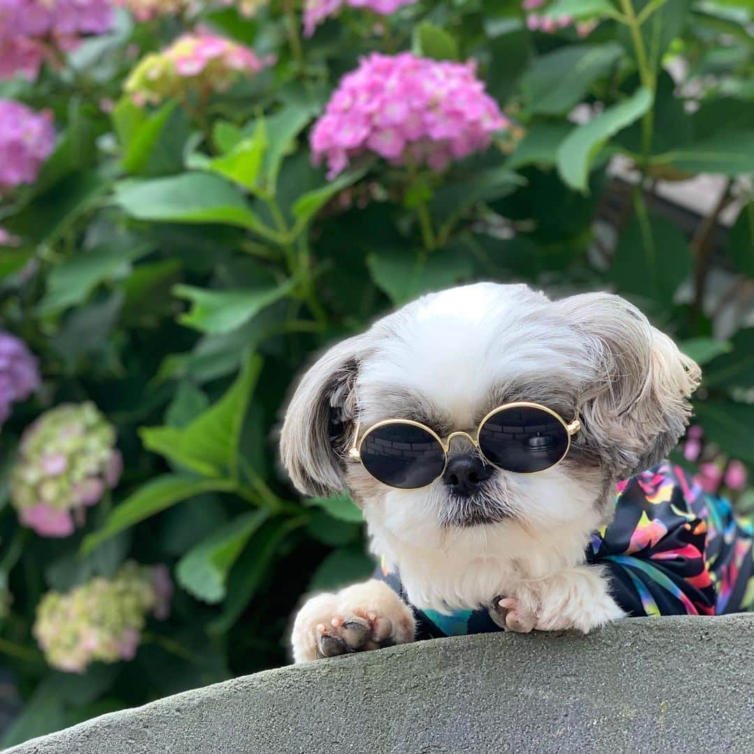 いくらさんのインスタグラム写真 - (いくらInstagram)「ジョソレノソの歴史🐶🕶 ・ スワイプして見てね🤙 ・ ⑩枚目が初めてくらいのレノソ🤣🤙 ・ こうして見ると、どんどんグラサンが似合うようになってチャラくなってきたなぁ😩💕 ・ ⑤⑦なんてただの変態じゃん🤣🤣🤣 ・ ・ #ジョソレノソ  #シーズー #シーズー好き #シーズー大好きクラブ #シーズー犬好き部 #シーズー大好き部 #シーズー犬 #シーズー大好き #シーズーlove #シーズー部 #ロングまつ毛ワンコの会 #いぬのきもち #鼻ぺちゃ犬 #短足犬 #いぬすたぐらむ #shitzu #shitzumania #shihtzuclub #shihtzuloves #shihtzulovers #shihtzusgram_feature #shihtzugram #시추 #시츄스타그램 #西施犬 #獅子狗」11月13日 21時29分 - i_am_ikura