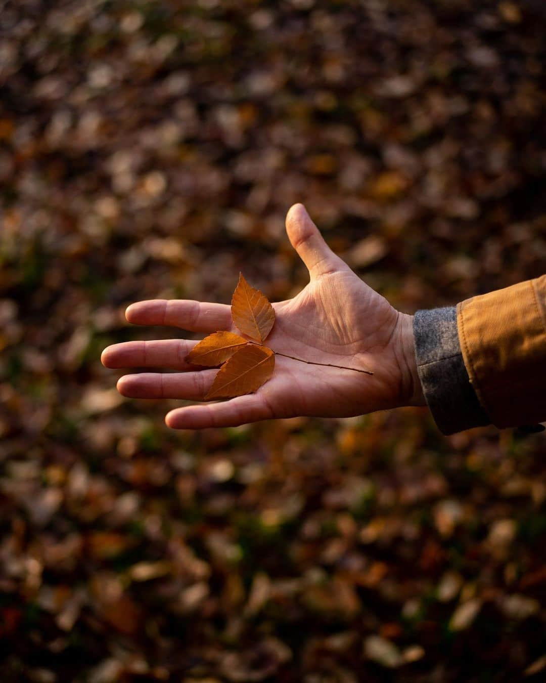 Jackson Harriesさんのインスタグラム写真 - (Jackson HarriesInstagram)「Autumn feels more vibrant than ever before this year. 🍂🍁   As the trees shed their old leaves ushering in a new season, I’m reminded that change is the only constant. The results of the US election and talk of a new vaccine have left me feeling more hopeful this week. How’re you feeling?」11月13日 19時55分 - jackharries