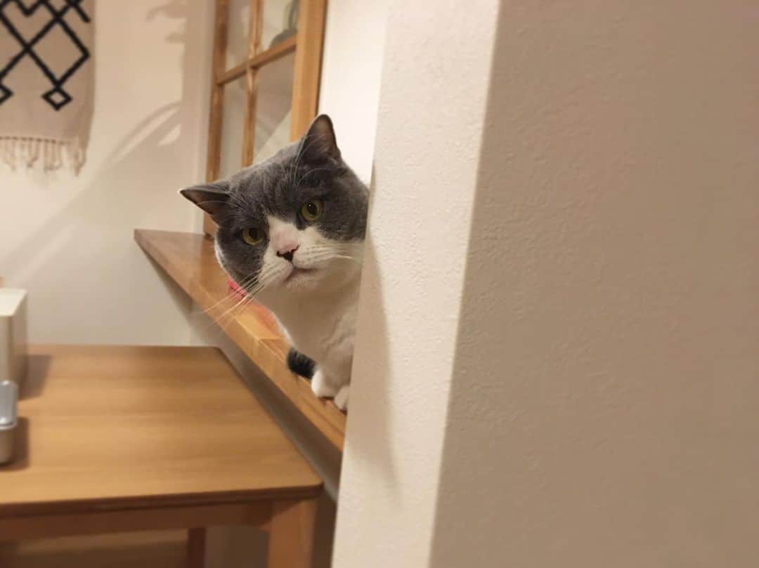 カブのインスタグラム：「台所にいる時間が長かったから 一発殴らせろって言ってる とにかくリビングにいてほしいカブ」