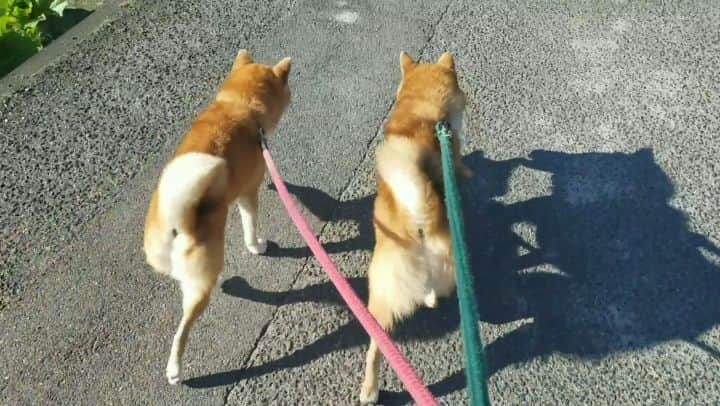 柴犬たま Shibainu Tamaのインスタグラム