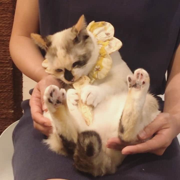 maimocotoのインスタグラム：「🦦ラッコチコ🦦 フリーズドライは自分で持って食べたいみたい❤︎１本は多いから、モココトと実家の3猫と分けました✨ ＊ ＊ 『ちー、もう赤ちゃんじゃないから、1人でたびれるの❤︎』 ＊ ＊ #ふ菓子たべたくなる #いい音❤︎ #チコムービー」