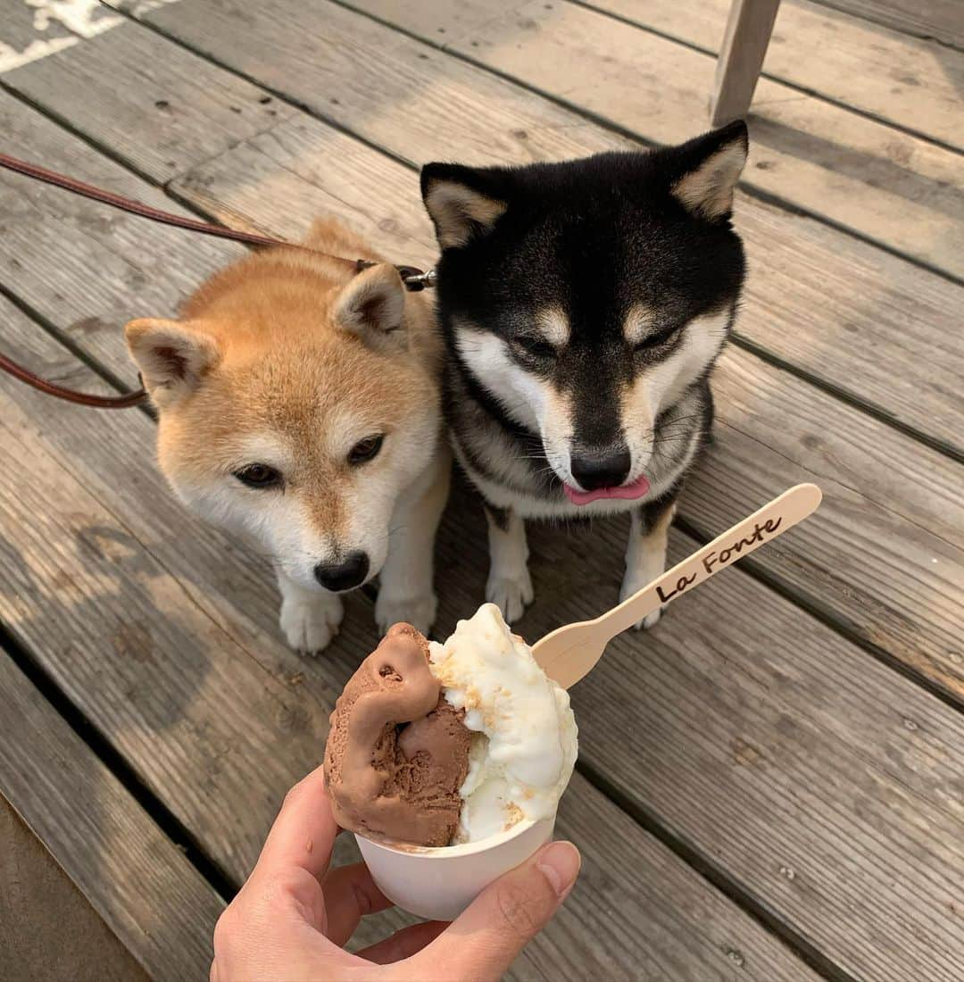 豆柴なつ&ふゆさんのインスタグラム写真 - (豆柴なつ&ふゆInstagram)「We go to beach hopping😆🌟 ビーチ巡りとジェラート😆🌟 打田原ビーチと土盛海岸、〆にラ・フォンテのジェラート😋😋  #奄美大島　#打田原ビーチ #土盛海岸 #海#綺麗　#ジェラート  #犬連れ旅行 #travel #わんこと旅行  #旅行 #ビーチ#シバフル #わんダフォ #shibamania  #柴犬ライフ#pecoいぬ部 #shiba_snap  #instashiba#cutedogs  #柴犬#shiba #shibainu #shibastagram  #pecoいぬ部 #犬バカ部 #shibainumag_feature #instafollow  #🐕📷 #theshibasociety  #柴  #柴犬マニア」11月13日 20時31分 - mameshiba.natsuinu56