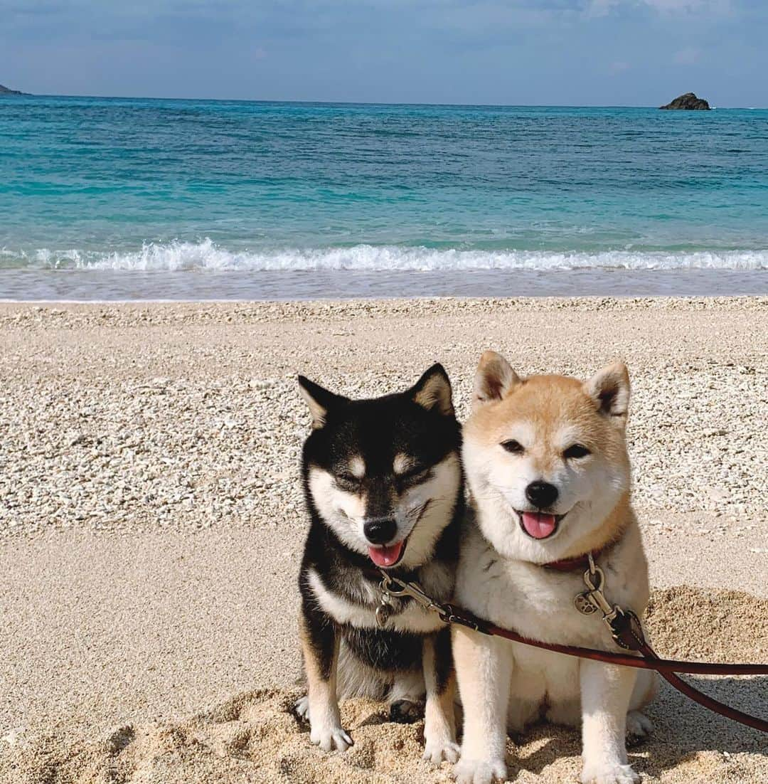 豆柴なつ&ふゆさんのインスタグラム写真 - (豆柴なつ&ふゆInstagram)「We go to beach hopping😆🌟 ビーチ巡りとジェラート😆🌟 打田原ビーチと土盛海岸、〆にラ・フォンテのジェラート😋😋  #奄美大島　#打田原ビーチ #土盛海岸 #海#綺麗　#ジェラート  #犬連れ旅行 #travel #わんこと旅行  #旅行 #ビーチ#シバフル #わんダフォ #shibamania  #柴犬ライフ#pecoいぬ部 #shiba_snap  #instashiba#cutedogs  #柴犬#shiba #shibainu #shibastagram  #pecoいぬ部 #犬バカ部 #shibainumag_feature #instafollow  #🐕📷 #theshibasociety  #柴  #柴犬マニア」11月13日 20時31分 - mameshiba.natsuinu56