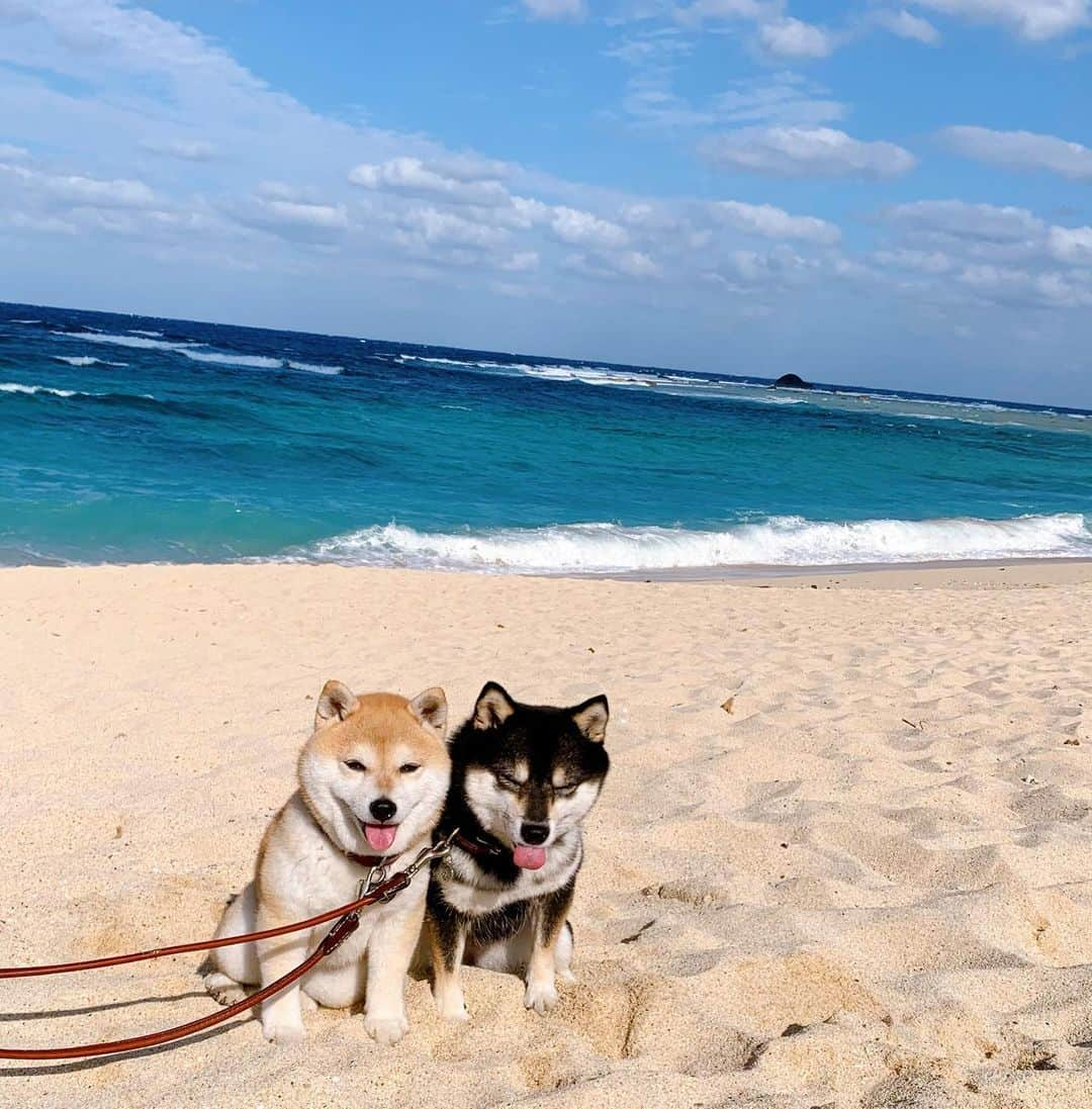 豆柴なつ&ふゆさんのインスタグラム写真 - (豆柴なつ&ふゆInstagram)「We go to beach hopping😆🌟 ビーチ巡りとジェラート😆🌟 打田原ビーチと土盛海岸、〆にラ・フォンテのジェラート😋😋  #奄美大島　#打田原ビーチ #土盛海岸 #海#綺麗　#ジェラート  #犬連れ旅行 #travel #わんこと旅行  #旅行 #ビーチ#シバフル #わんダフォ #shibamania  #柴犬ライフ#pecoいぬ部 #shiba_snap  #instashiba#cutedogs  #柴犬#shiba #shibainu #shibastagram  #pecoいぬ部 #犬バカ部 #shibainumag_feature #instafollow  #🐕📷 #theshibasociety  #柴  #柴犬マニア」11月13日 20時31分 - mameshiba.natsuinu56