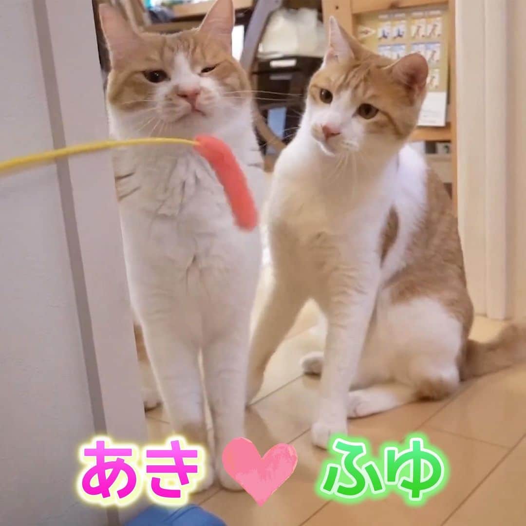ブラザー4チャンネルのインスタグラム：「今日の動画は見て頂けましたか٩( ᐛ )و？  さっきの問題の答え…♡  アキちゃんでしたーー✨ 当たった方スゴーイ∩^ω^∩  明日お仕事、部活があると言うコメントも読みました(　ﾟдﾟ)  寒くなってきて乾燥もしているので 今までの対策＋乾燥対策も加えて風邪ひかないようにして下さいね✨  #兄妹猫の見分け  #保護猫 #保護猫と暮らす  #保護猫出身  #ブラザー4  #brother4 #ニャンチューバー  #youtube」