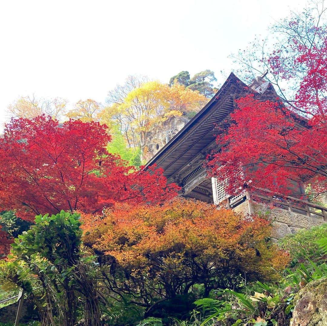 菅原智郁さんのインスタグラム写真 - (菅原智郁Instagram)「きょうは #山寺 に取材！ 感染拡大が進めば、旅行どうする？ 旅行会社にもキャンセルが相次ぐ…という内容です。 . もう旅行会社にも影響が出始めていました。 この状況が悪化すればたしかに旅行はしづらくなっていくかもしれませんね。おさまることを願うばかり。 なにも気にせず年末年始帰省したいですよね😭 . . そして、きょうの #キンゴジ の衣装は珍しくワンピースでした👗 ごりごり盛れるカメラ使ってますって感じの写真だ😇 . .  #山寺 #立石寺 #紅葉  #山形テレビ #アナウンサー #菅原智郁」11月13日 20時45分 - tomotomokaaaa22