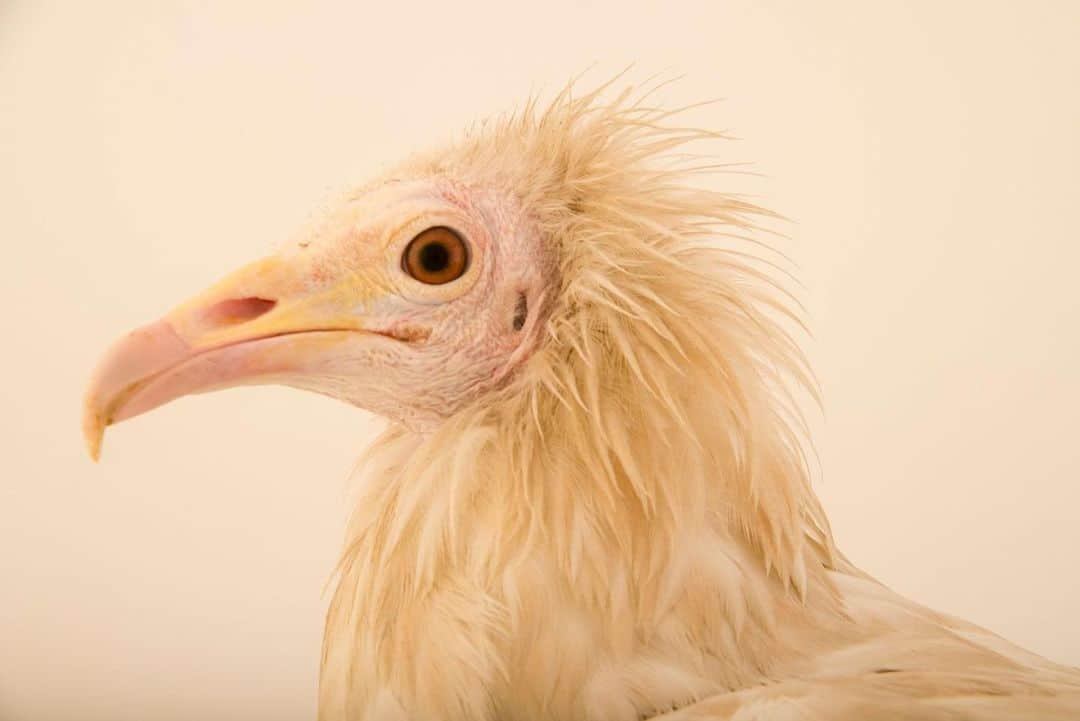 Joel Sartoreさんのインスタグラム写真 - (Joel SartoreInstagram)「Tool use is not often seen among bird species, but Egyptian vultures like this one @parconaturaviva are an exception to the norm. This species is known for its ability to use stones to break open egg shells in order to eat the contents inside, and has also been observed using twigs to roll up wool that is used when constructing their nests. Photo taken thanks to the support of @greenteenteam. #vulture #egyptian #egyptianvulture #bird #scavenger #tooluse #tools #PhotoArk #savetogether」11月13日 20時47分 - joelsartore