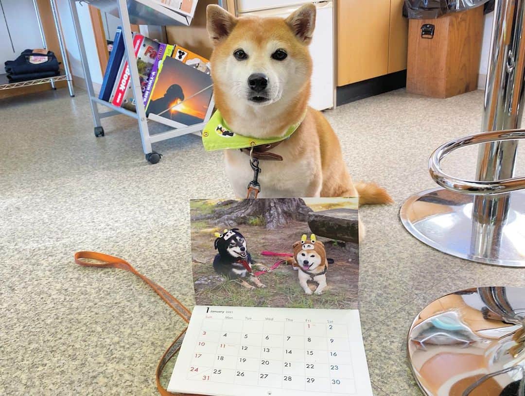 がんちゃんさんのインスタグラム写真 - (がんちゃんInstagram)「コタ＆アン&てん&たきのちょんぼし幸せカレンダー2021  残り160冊になりました❗️壁掛けA4サイズです。 1冊1,200円(税・送料込み)。売上から経費を引いた利益全てで、元松江犬猫の会の保護犬で、現在は元隊長が引き取った17匹の犬達にフードをお届けします。  💰振込かPayPayでお願いします🙏 ご希望くださる方はDMくださいませ🙇‍♀️  #ちょんぼし幸せカレンダー #チャリティーカレンダー」11月13日 20時48分 - kota2ann