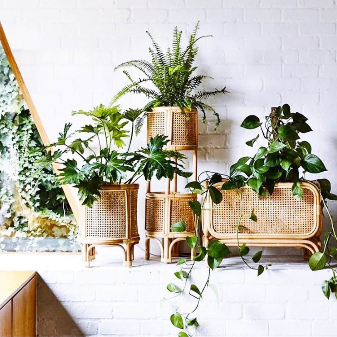 チップ＆ペッパーのインスタグラム：「Create your own indoor garden 👩‍🌾 and zen」