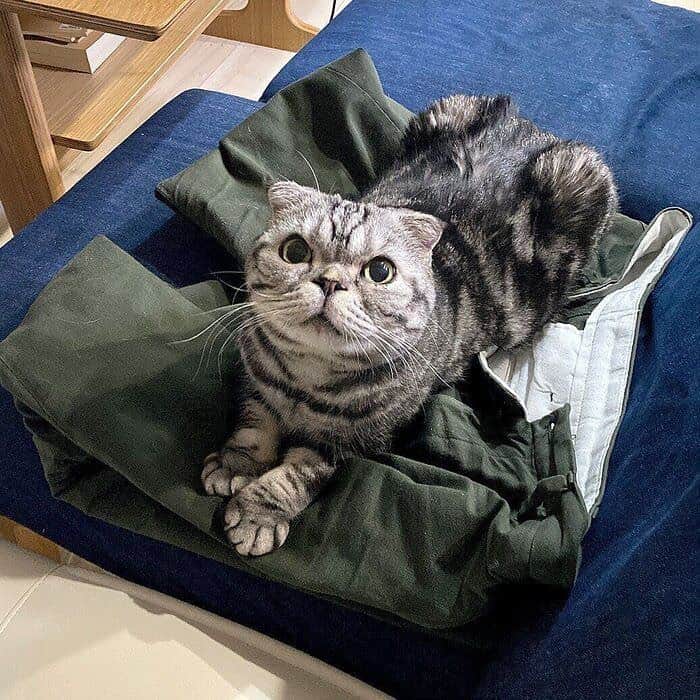 Shishi-maruのインスタグラム：「🐱ねこのきもちWEBMAGAZINE にて、猫エッセイが更新されました。今回は「ぬぎたての服が好きなししまる」の話です。是非お楽しみ下さい。  【渋ネコししまるさん】#73 ｜ねこのきもちWEB MAGAZINE  https://cat.benesse.ne.jp/lovecat/content/?id=85418  🐱My essay about Shishi-maru is serialized in a weekly magazine:) ーーーーーーーーーーーーー 🌺「渋ネコ ししまるさん」ねこのきもちWEB MAGAZINE にて毎週金曜日エッセイの連載中 ーーーーーーーーーーー 📕「ぷっちねこ。」「3匹のちいさな猫を召喚できたなら」「ちいさな猫を召喚できたなら」徳間書店より単行本発売中 ーーーーーーーーーーー ⭐︎ねこ漫画→@tacos_cat 🌺Twitter →@taco_emonemon ーーーーーーーーーーー」