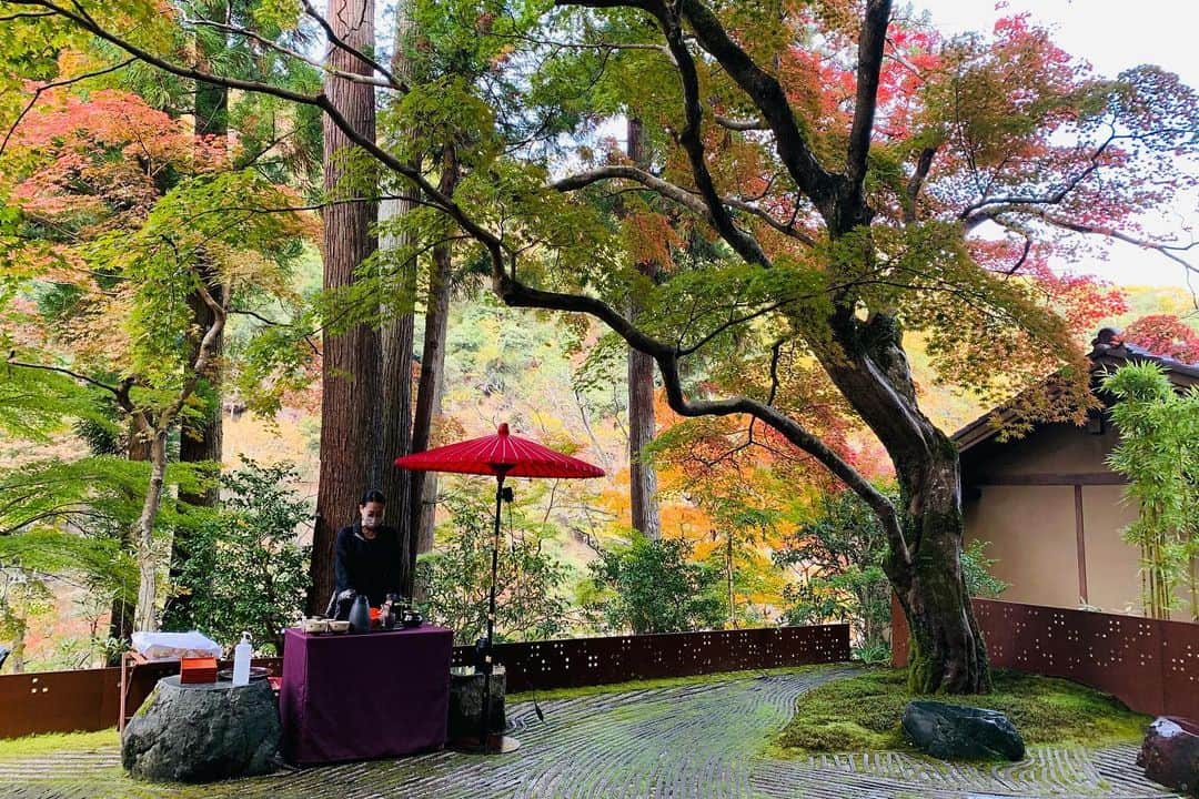 HOSHINOYA｜星のやのインスタグラム：「Have a relaxed tea time under the beautiful colored Japanese maple tree. #星のや #星のや京都 #星野リゾート #もみじ #茶会 #秋 #hoshinoya #hoshinoyakyoto #hoshinoresorts #autumn #greentea #japanesemaple #kyoto」